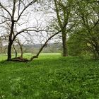 Trees at Lacock