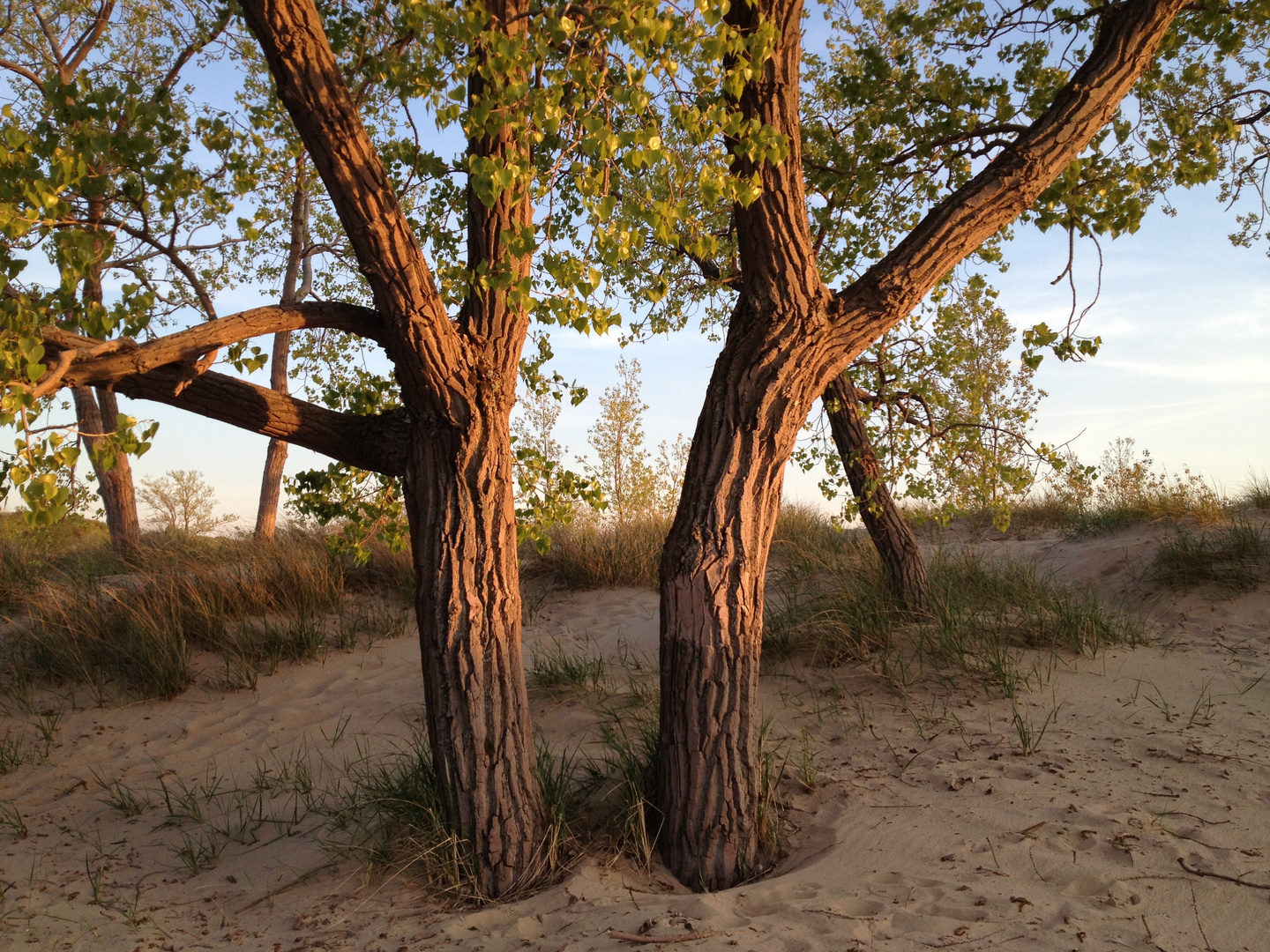 TREES AT LAKE SHORE