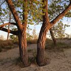 TREES AT LAKE SHORE