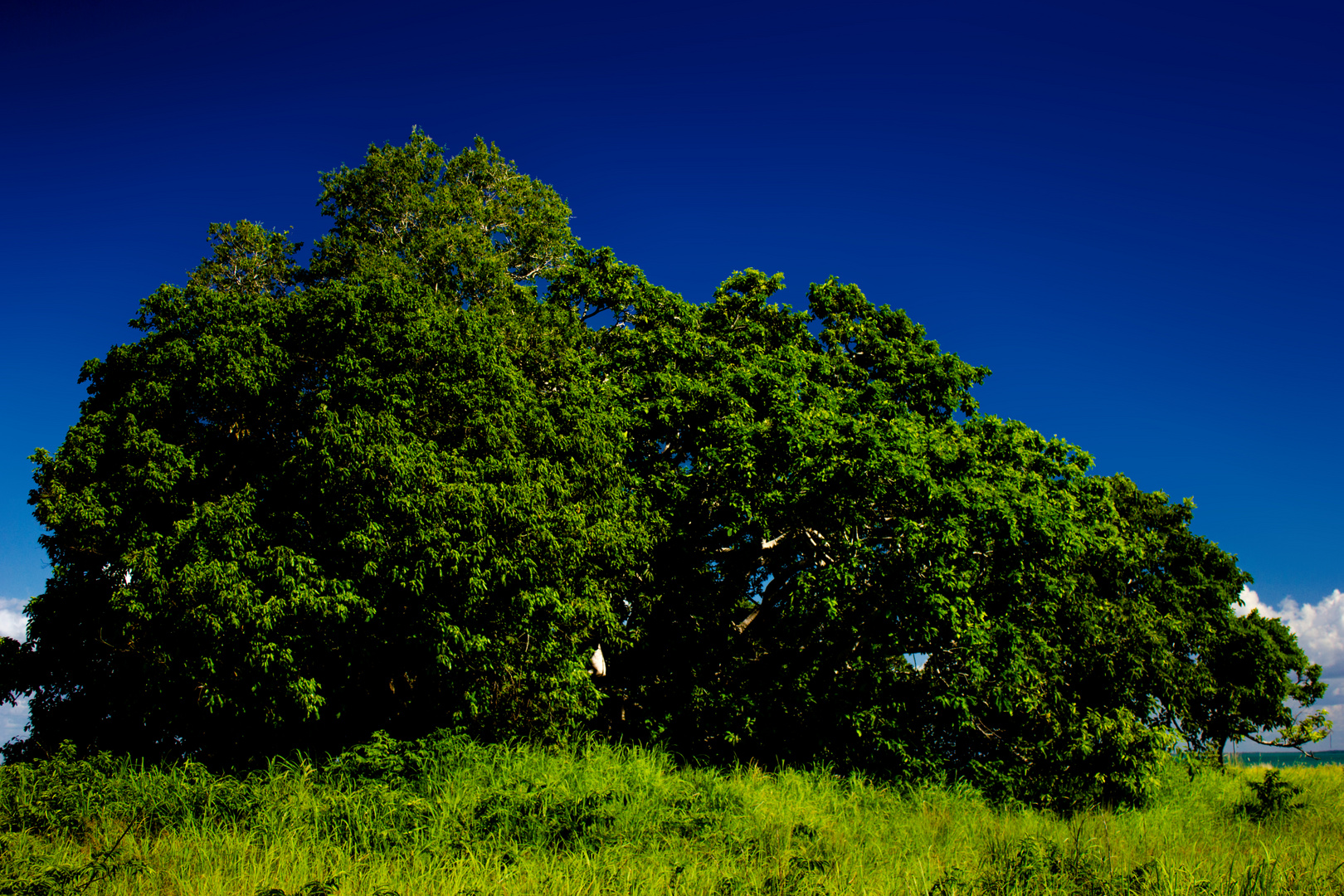 Trees at Mandorah