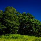 Trees at Mandorah