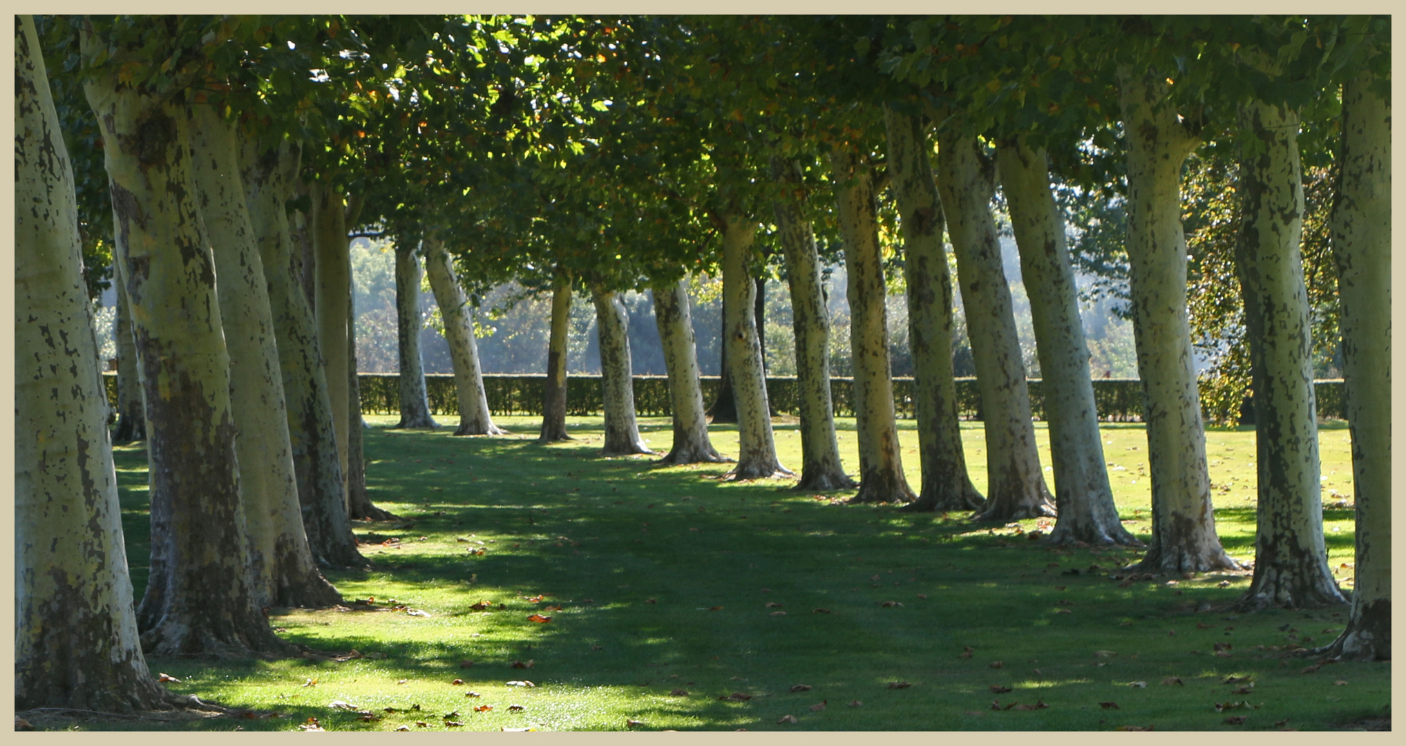 trees at margraten 5