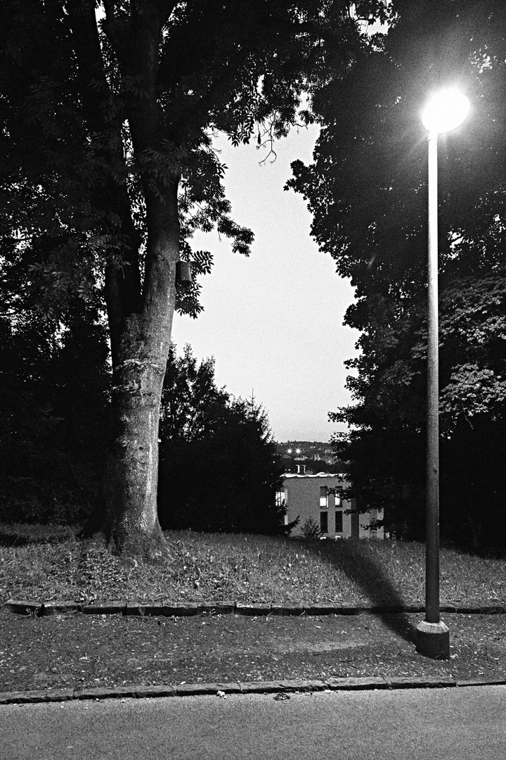 Trees at night - 1