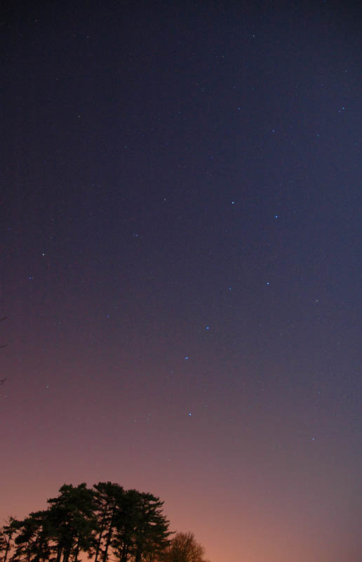 trees at night