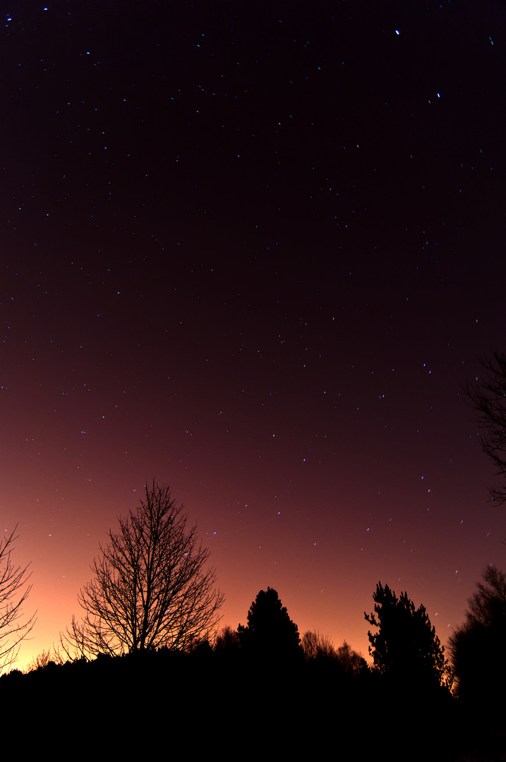 Trees at night