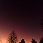 Trees at night