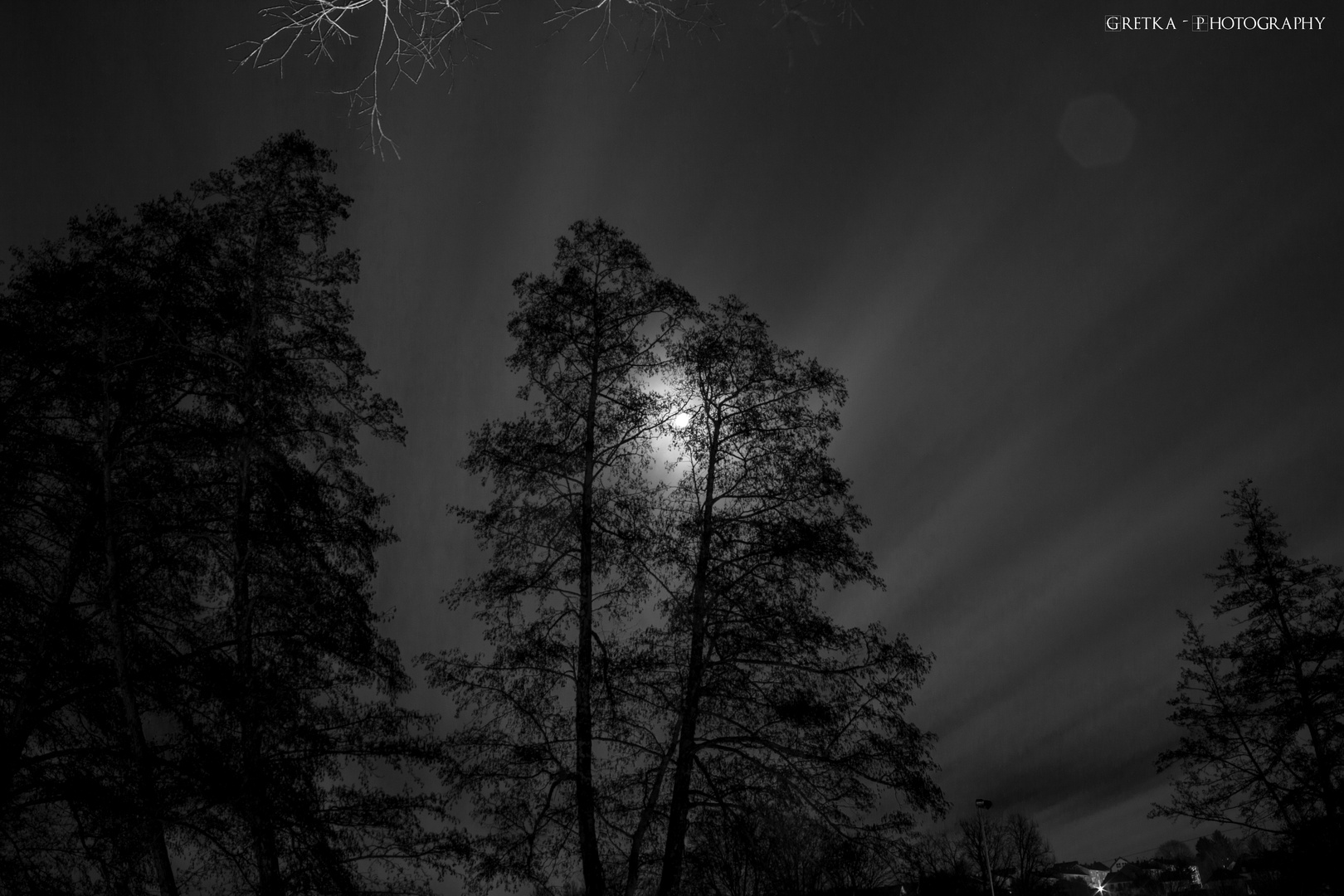 trees at night