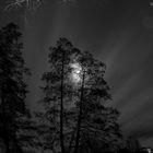 trees at night