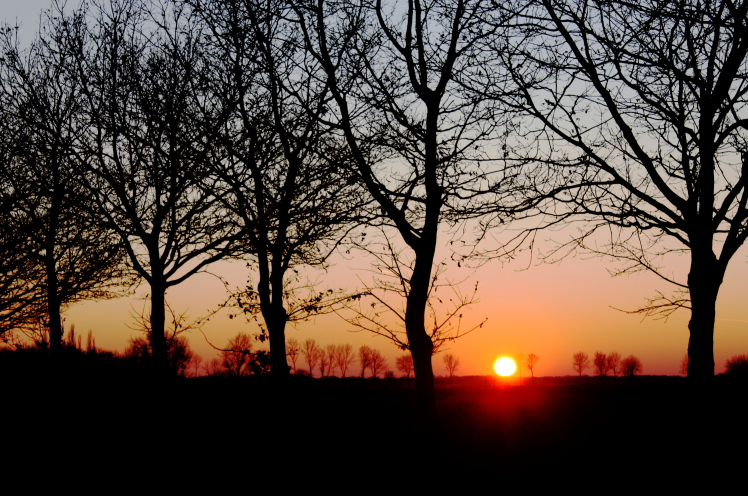 trees at sundown