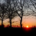 trees at sundown