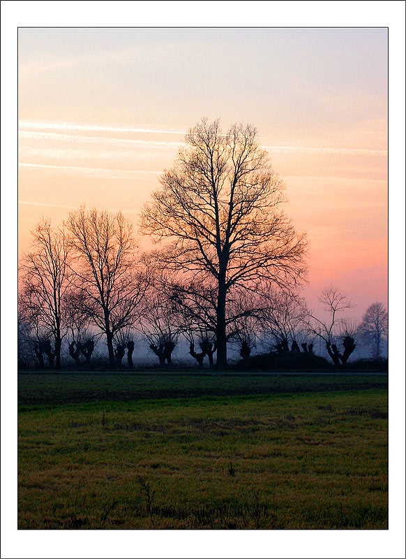 Trees at sunset