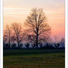 Trees at sunset