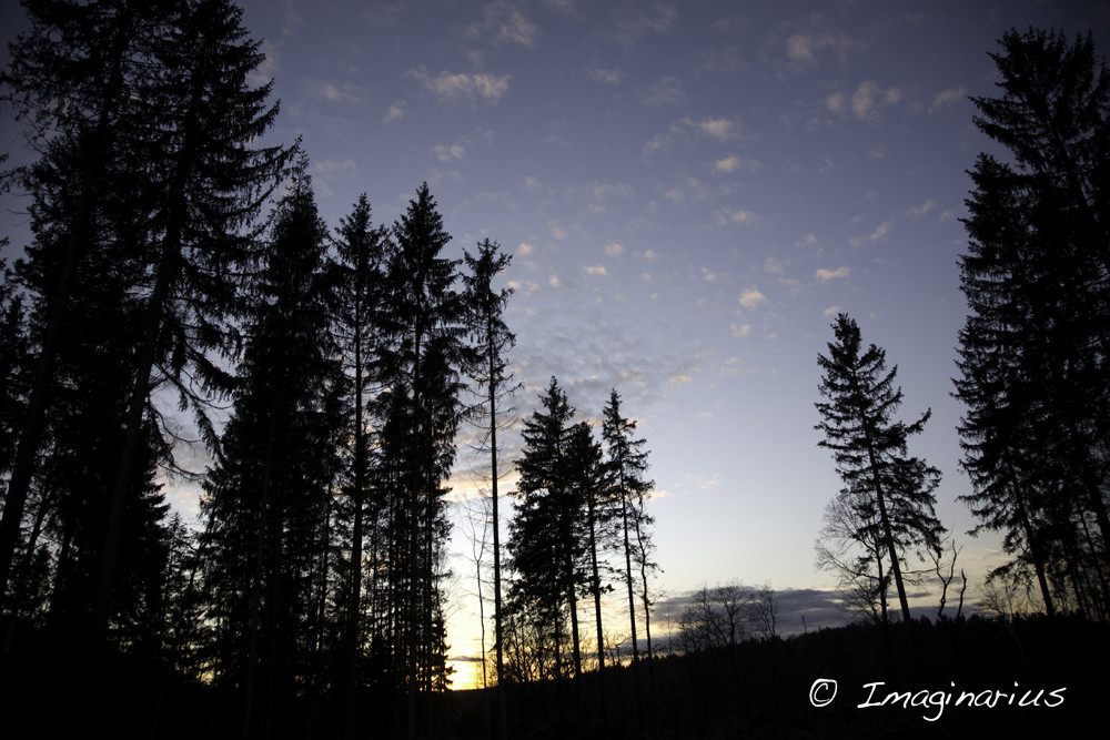 trees at sunset