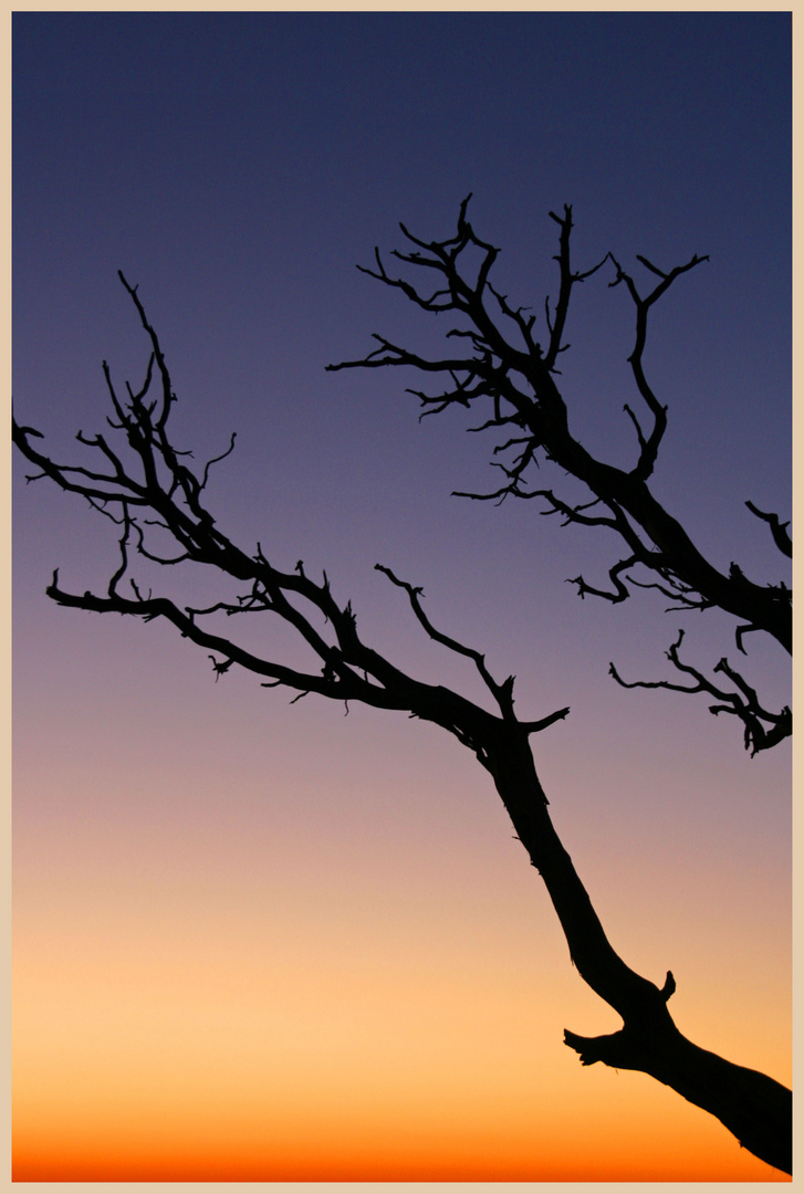 trees at sunset Hopi Point 2