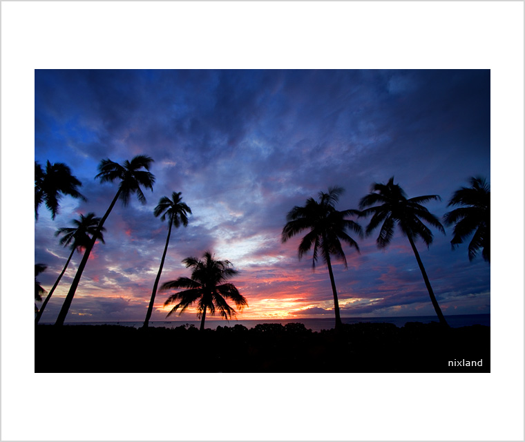 Trees at Twilight