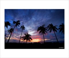 Trees at Twilight