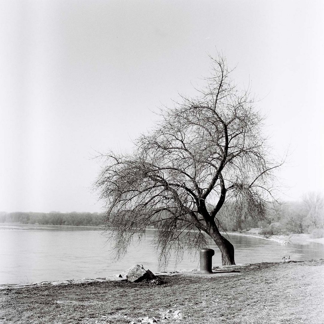 Trees - Au bord du Danube