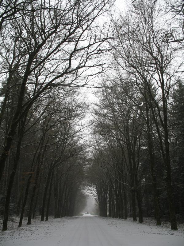 Trees avenue