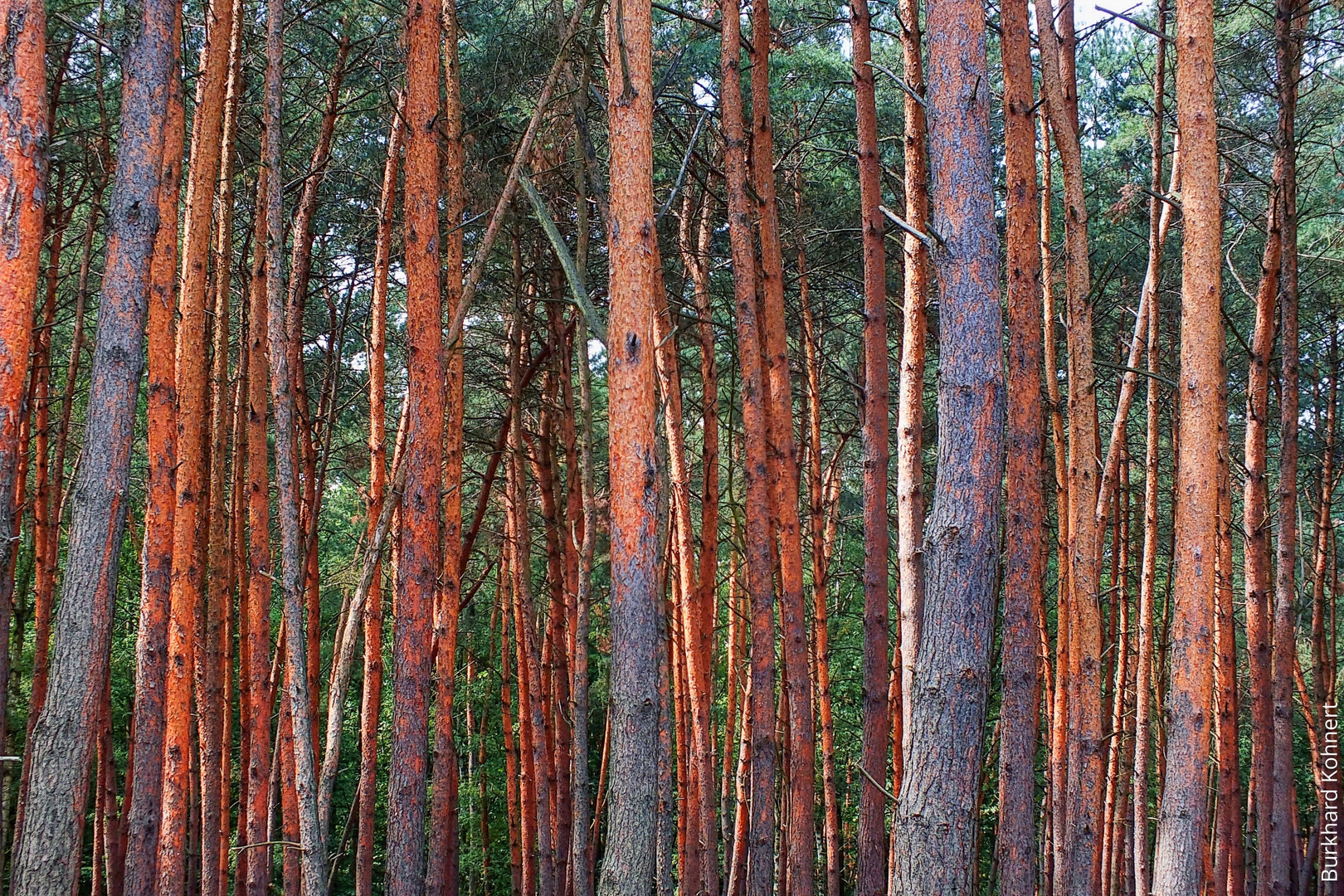 Trees - Bäume