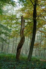 Trees / Bäume zeigt Bilder von Urlauben und Hundespaziergängen