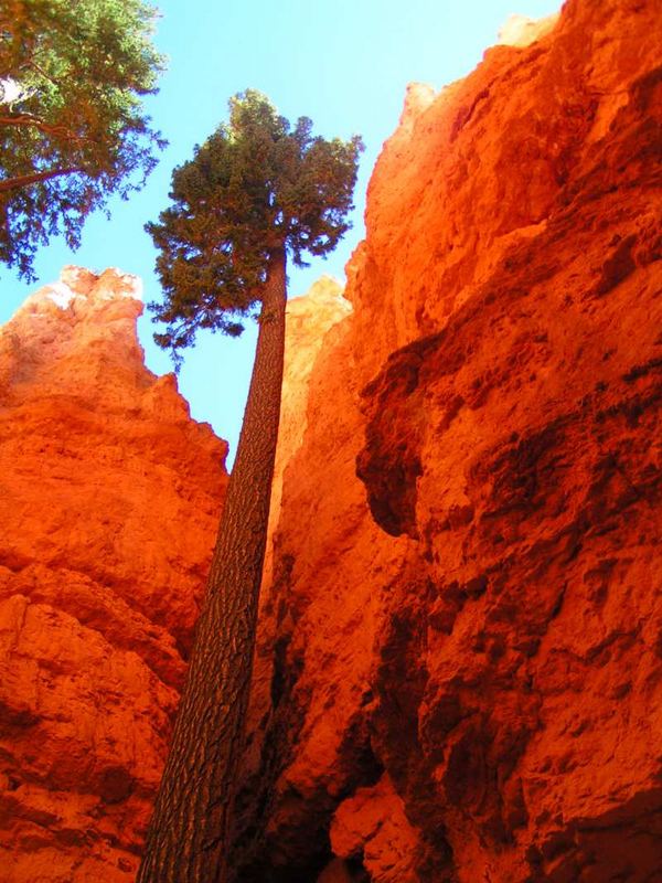 Trees bryce canyon