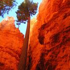 Trees bryce canyon