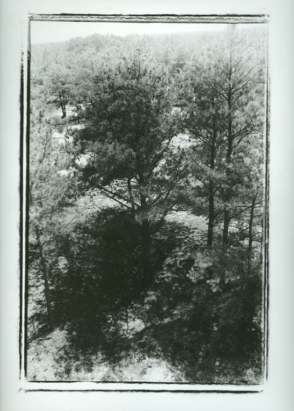 Trees