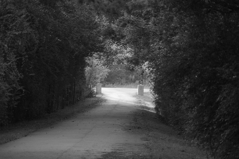 Trees caressing the road