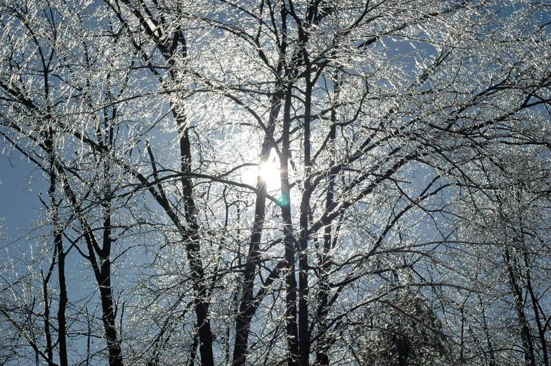 Trees Covered In Ice.