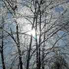 Trees Covered In Ice.