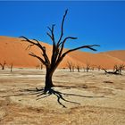 trees, dunes and people....