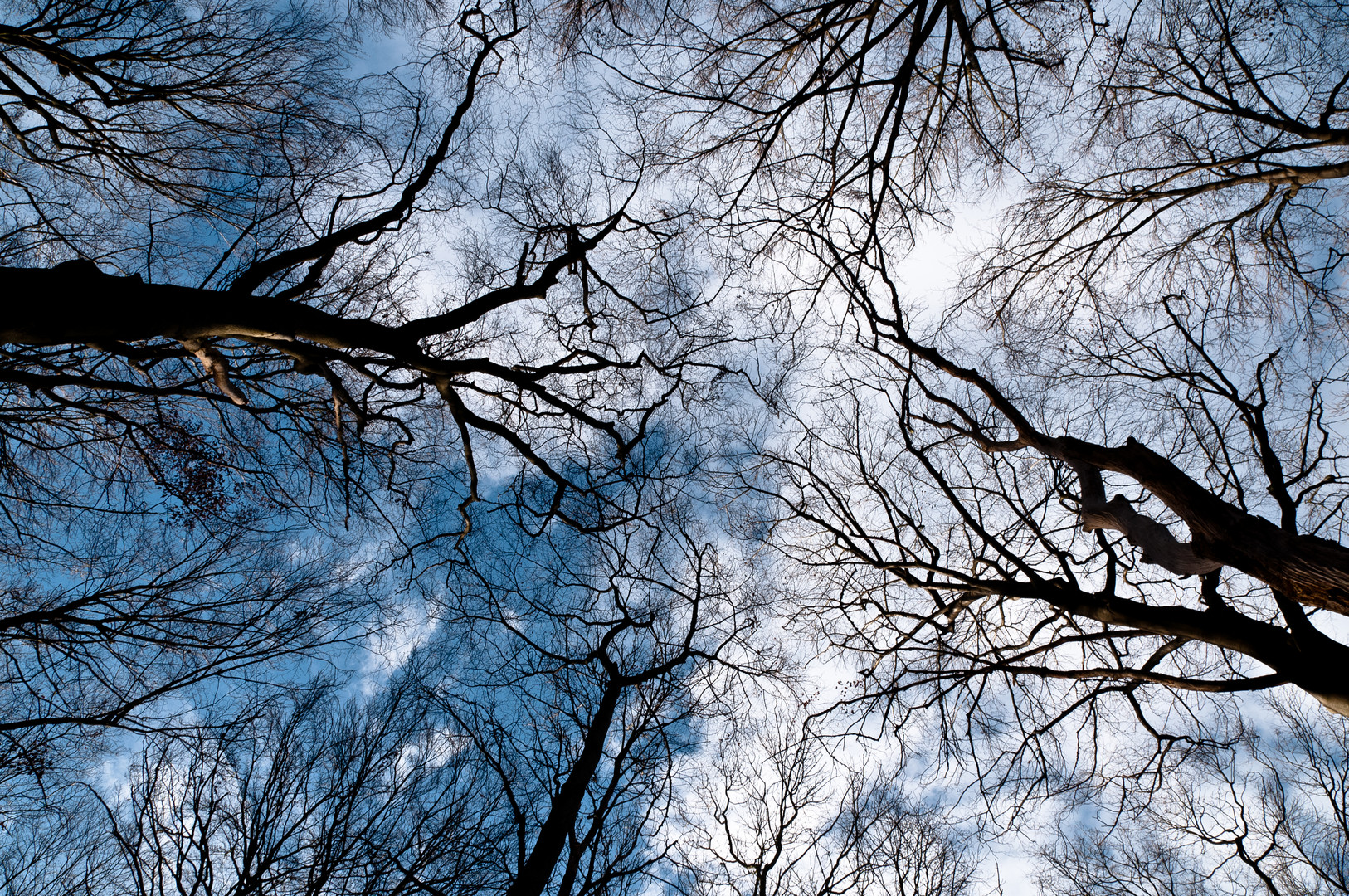 Tree's from the bottom up