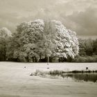 Trees, Geese & Lake