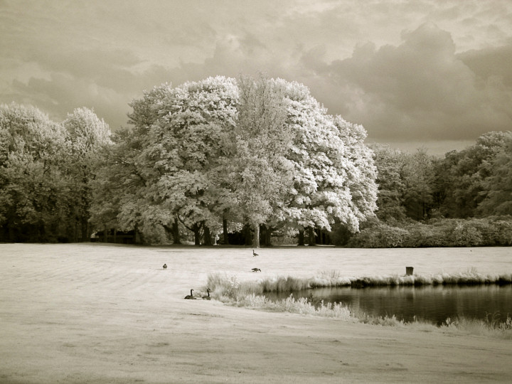 Trees, Geese & Lake