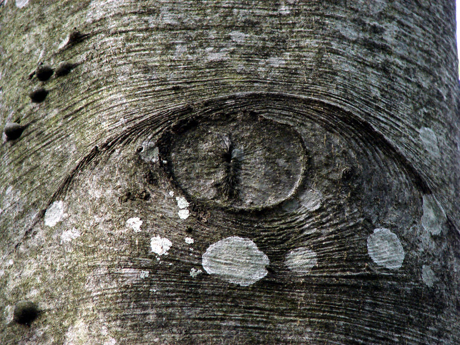 Trees have eyes!