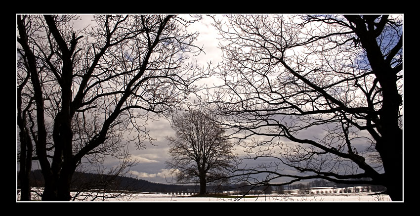 Trees i early spring