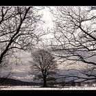 Trees i early spring