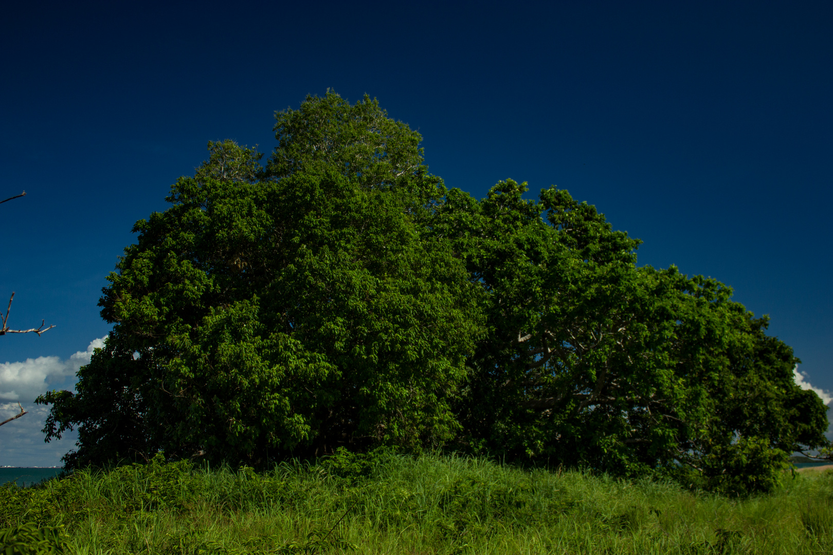 Trees II