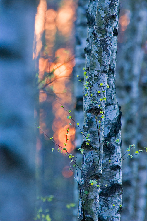 Trees III