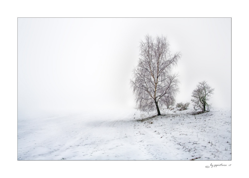 trees- im Nebel