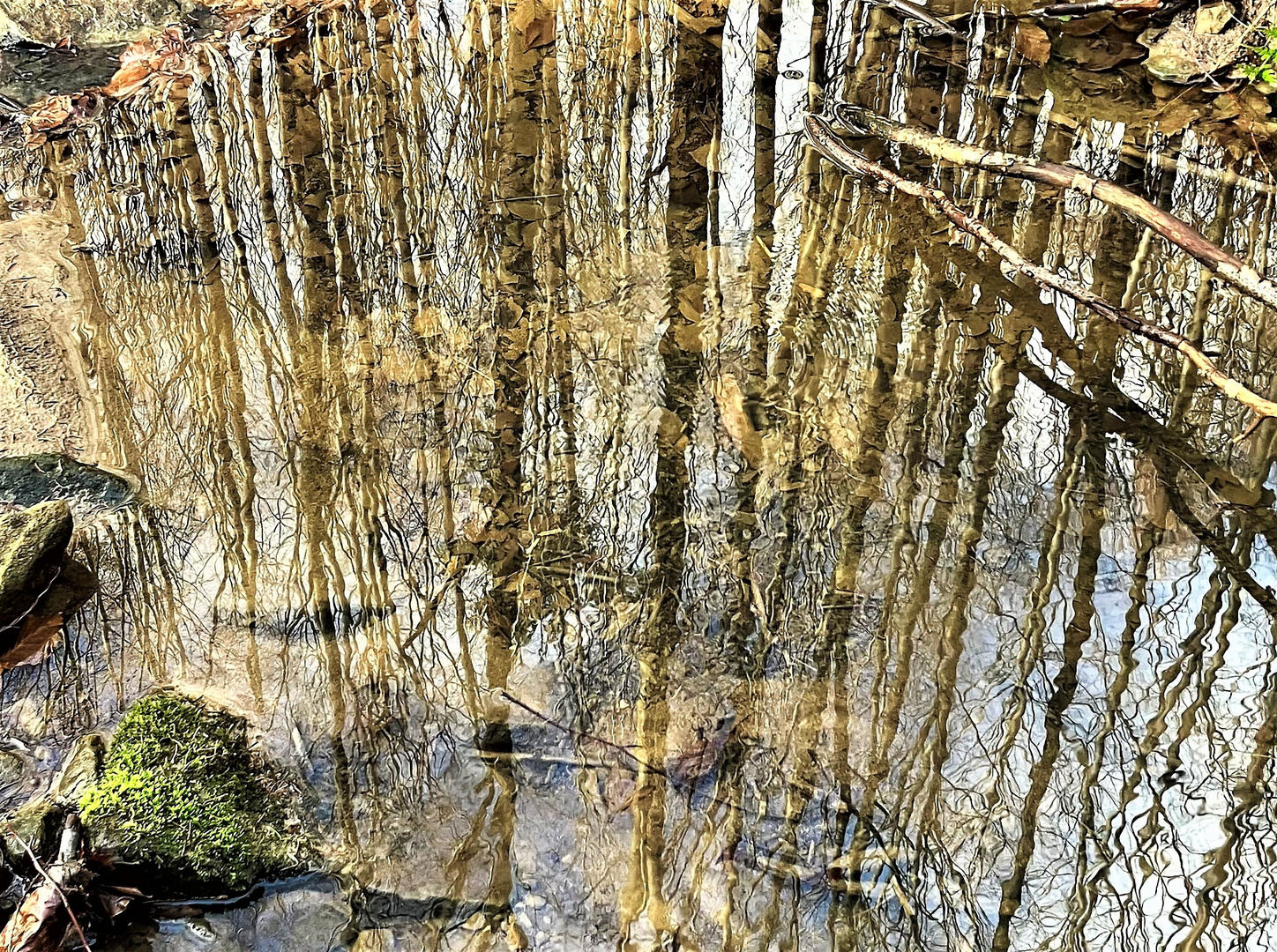 Trees in a natural mirror