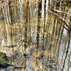 Trees in a natural mirror