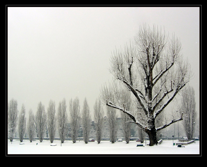 Trees in a row