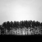 Trees in back light