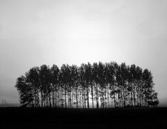 Trees in back light