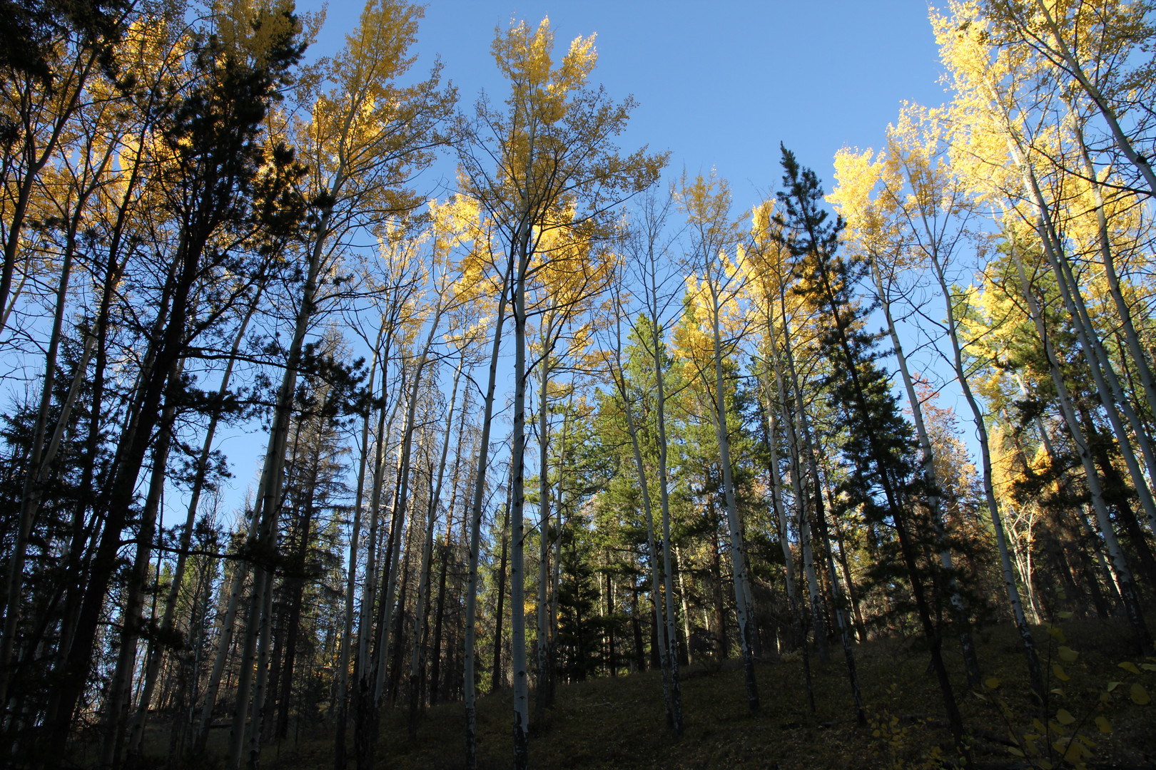 Trees in Banff NP