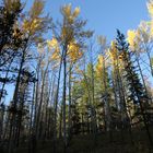 Trees in Banff NP