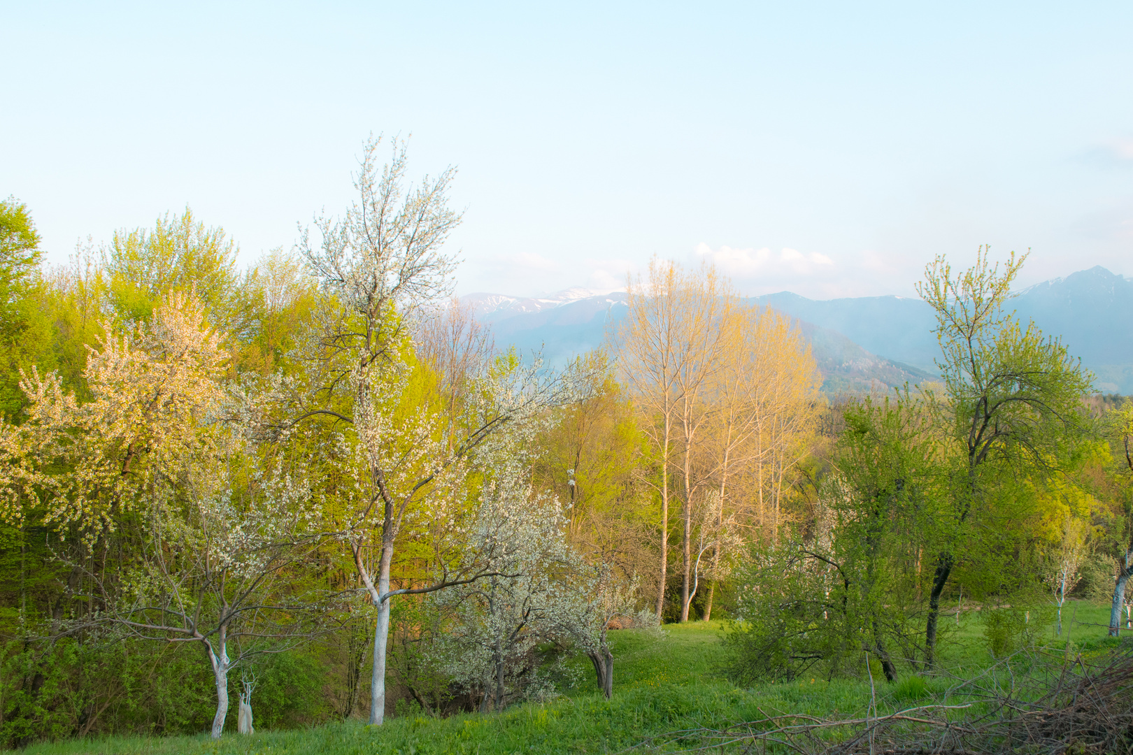 Trees In Bloom At Aromahoney Mountain Retreat