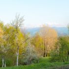 Trees In Bloom At Aromahoney Mountain Retreat