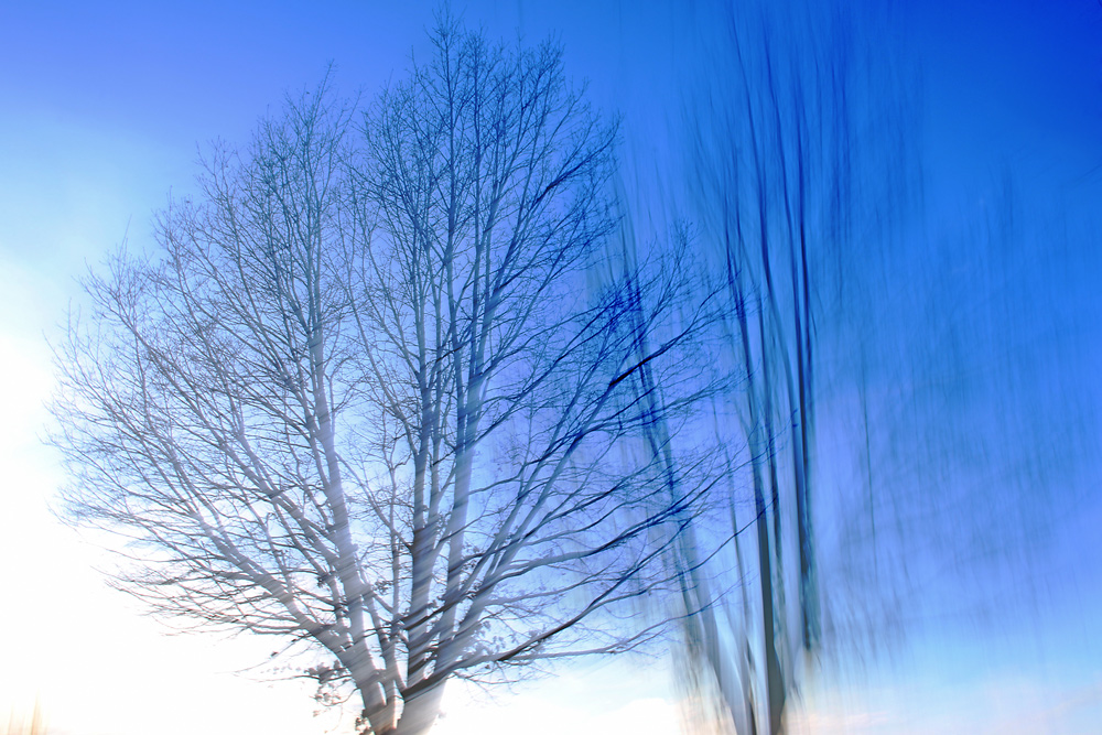 trees in blue